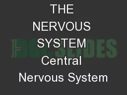 THE NERVOUS SYSTEM Central Nervous System