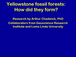 Yellowstone fossil forests: