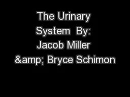 The Urinary System  By: Jacob Miller & Bryce Schimon