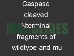 Caspase cleaved Nterminal fragments of wildtype and mu
