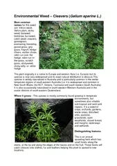 Environmental Weed Cleavers Galium aparine L