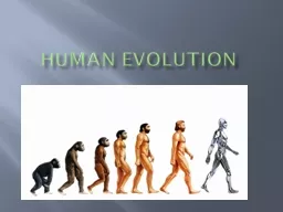 Human Evolution Primates