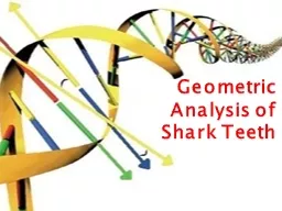 Geometric Analysis of Shark Teeth