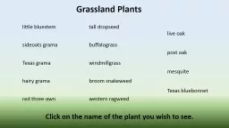 Grassland Plants l ittle bluestem