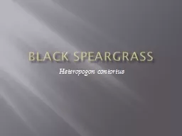 Black speargrass Heteropogon