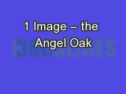 1 Image – the Angel Oak