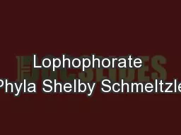 Lophophorate Phyla Shelby Schmeltzle