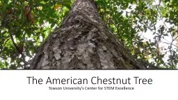 The American Chestnut Tree