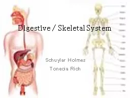 Digestive / Skeletal System