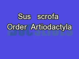 Sus   scrofa Order  Artiodactyla