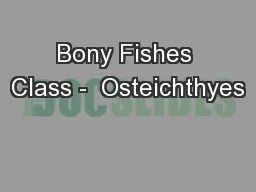 Bony Fishes Class -  Osteichthyes