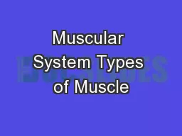 Muscular System Types of Muscle