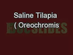 Saline Tilapia ( Oreochromis