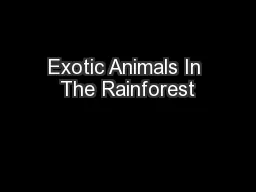 Exotic Animals In The Rainforest