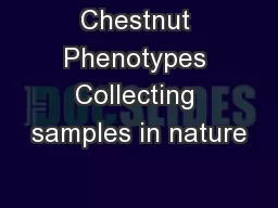 Chestnut Phenotypes Collecting samples in nature