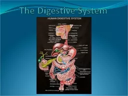 The Digestive System Introduction