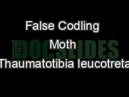 False Codling Moth Thaumatotibia leucotreta