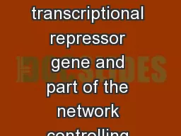 Introduction Cux1  is a transcriptional repressor gene and part of the network controlling