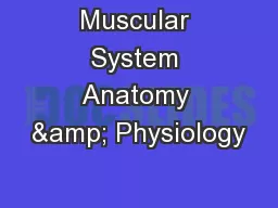 Muscular System Anatomy & Physiology