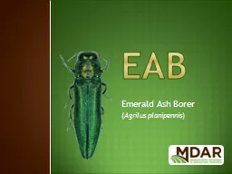 EAB Emerald Ash Borer ( Agrilus planipennis
