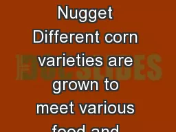 Corn: A Golden Nugget Different corn varieties are grown to meet various food and production