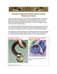 Harmless Hognose Snakes Impersonating Venomous Cobras