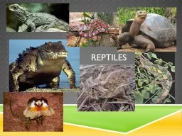 RePtiles Common Characteristics