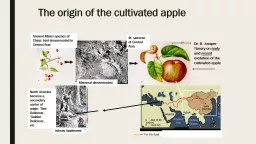 The origin of the cultivated apple