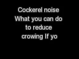 Cockerel noise What you can do to reduce crowing If yo