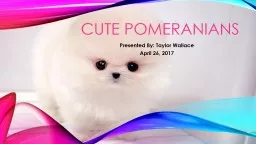 Cute Pomeranians Presented By: Taylor Wallace