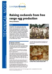 Leenstra   Raising cockerels as part of free range egg