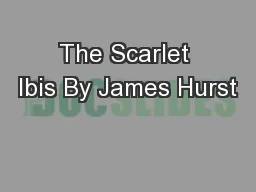 The Scarlet Ibis By James Hurst