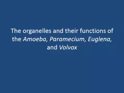 The organelles and their functions of the