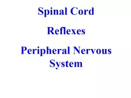 Spinal  Cord Reflexes Peripheral Nervous System