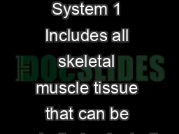 Muscle System 1 Includes all skeletal muscle tissue that can be controlled voluntarily