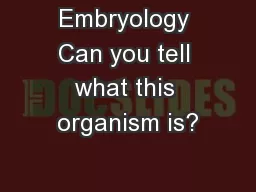 Embryology Can you tell what this organism is?