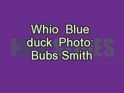 Whio  Blue duck  Photo: Bubs Smith
