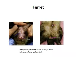 Ferret http://www.pet-informed-veterinary-advice-online.com/ferret-sexing.html