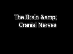 The Brain &  Cranial Nerves