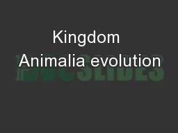 Kingdom Animalia evolution