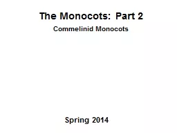 The Monocots:  Part 2 Commelinid Monocots