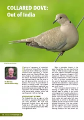 Collared dove out of India