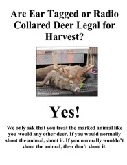Are Ear Tagged or Radio Collared Deer Legal for Harves