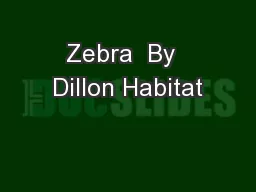 Zebra  By  Dillon Habitat