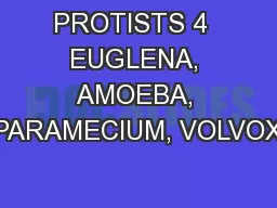 PROTISTS 4  EUGLENA, AMOEBA, PARAMECIUM, VOLVOX