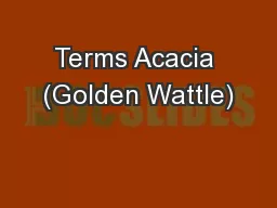 Terms Acacia (Golden Wattle)