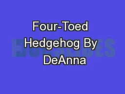 Four-Toed Hedgehog By  DeAnna