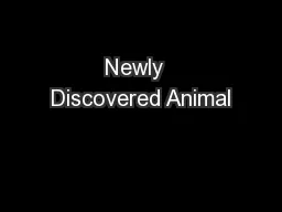 Newly  Discovered Animal