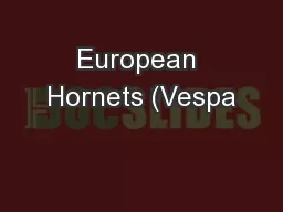 European Hornets (Vespa