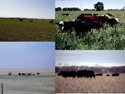 The Environment: Its impact on forage quality and grazing performance